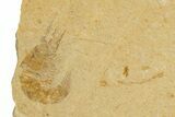 Cretaceous Fossil Shrimp and Fish - Lebanon #323751-3